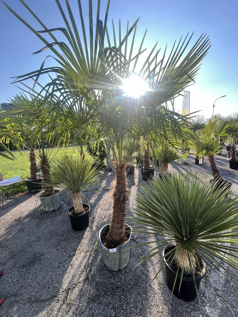 Trachycarpus, Stammh&ouml;he 60-80 cm, H&ouml;he 220 cm