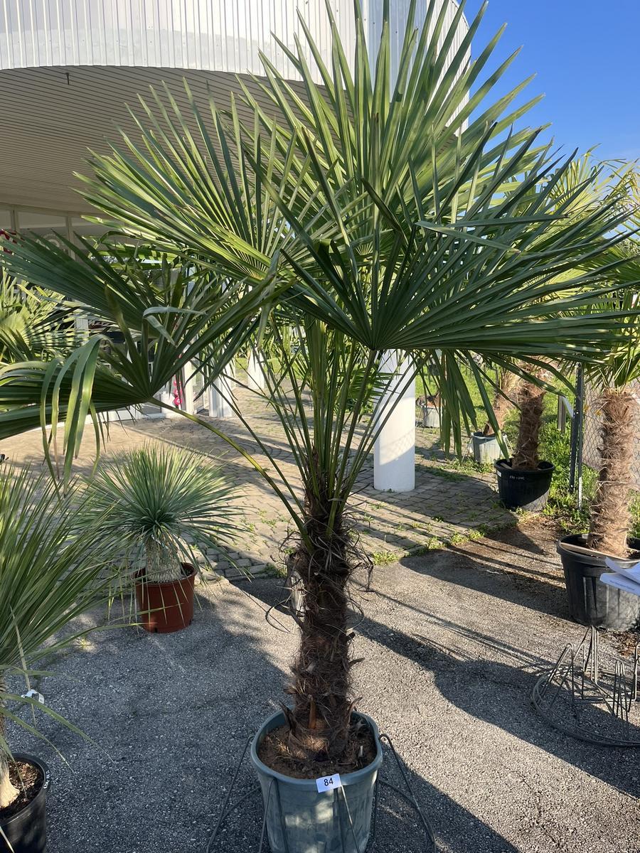 Trachycarpus, Stammh&ouml;he 60-80 cm, H&ouml;he 220 cm
