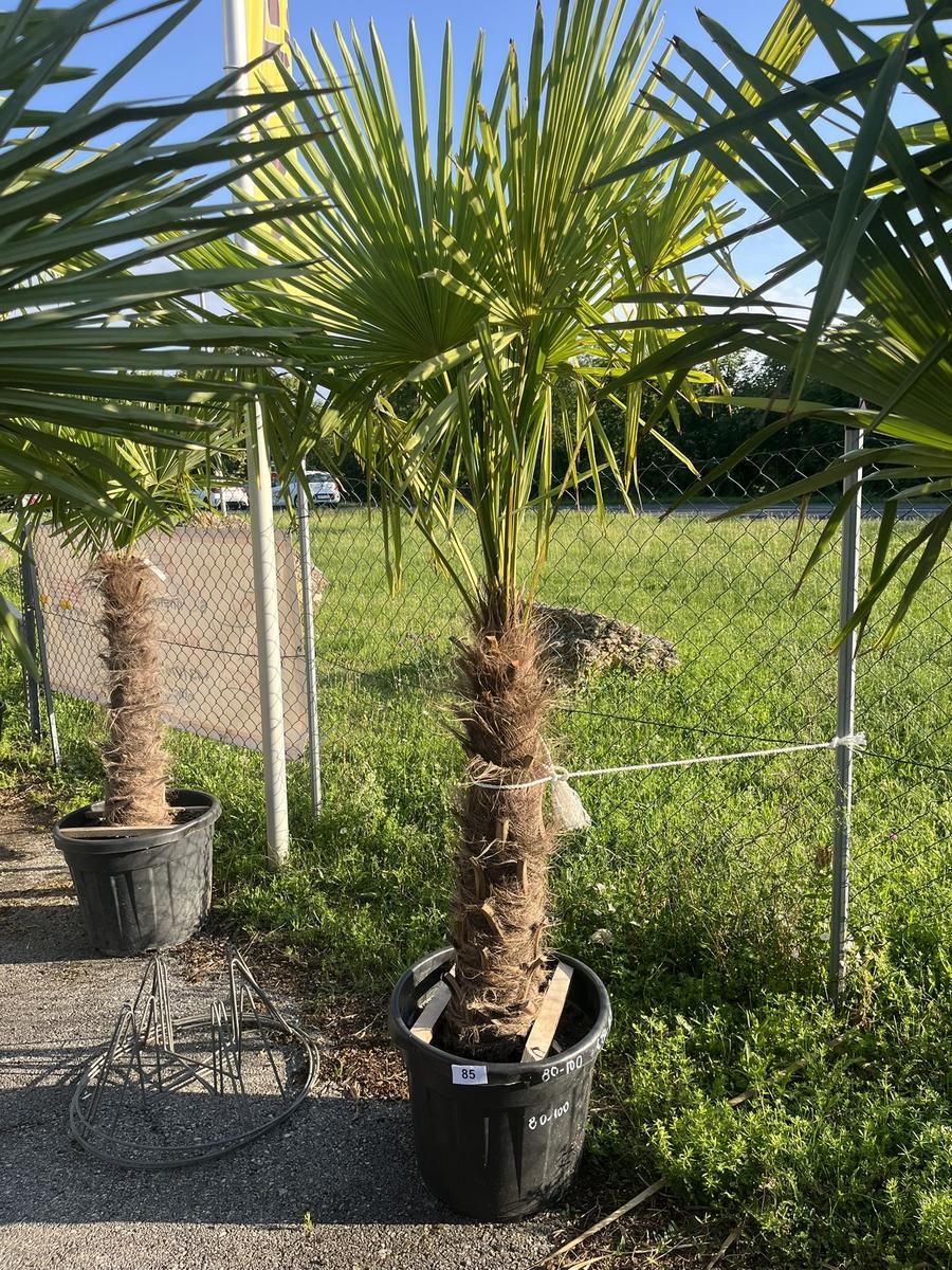 Trachycarpus, Stammh&ouml;he 60-80 cm, H&ouml;he 200 cm?d=2026-06-26 21:34:05