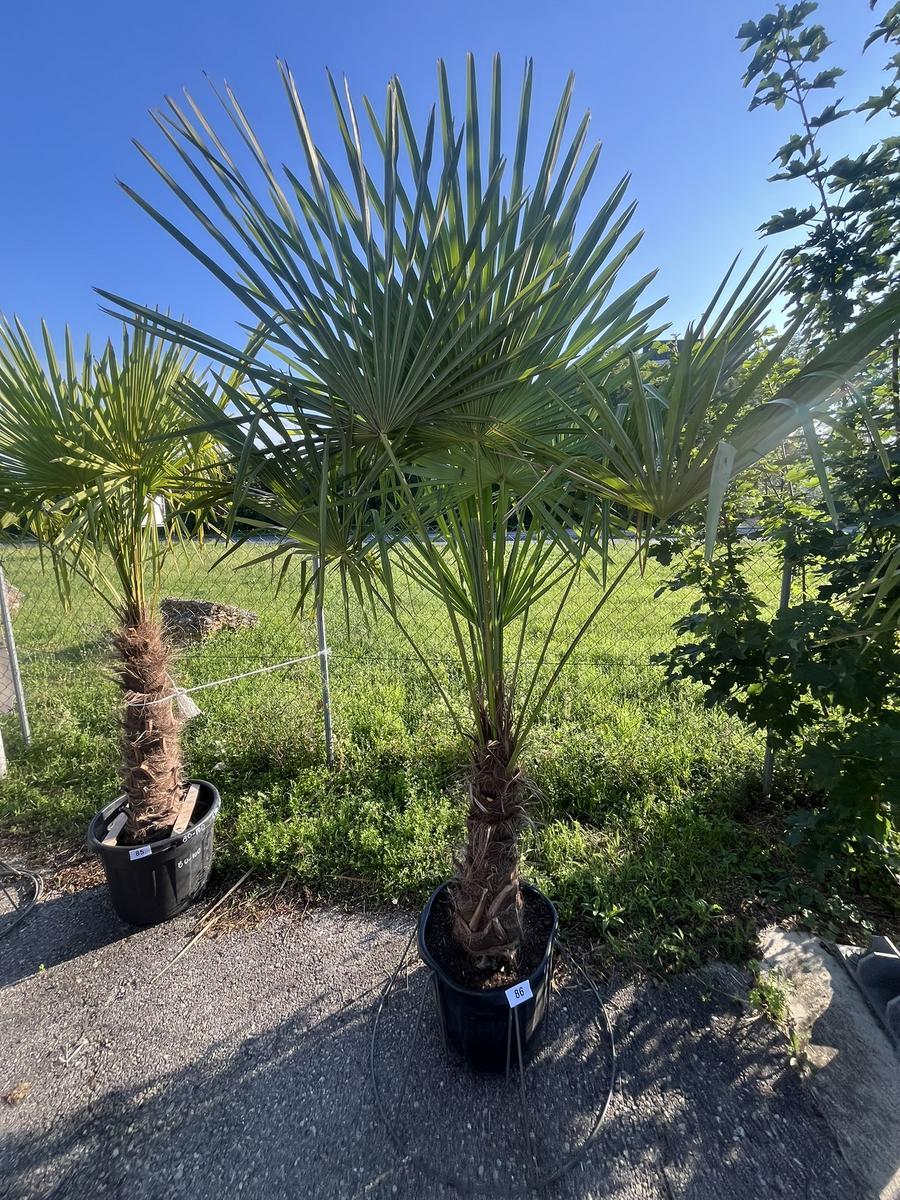 Trachycarpus, Stammh&ouml;he 60-80 cm, H&ouml;he 200 cm?d=2026-06-26 21:34:06