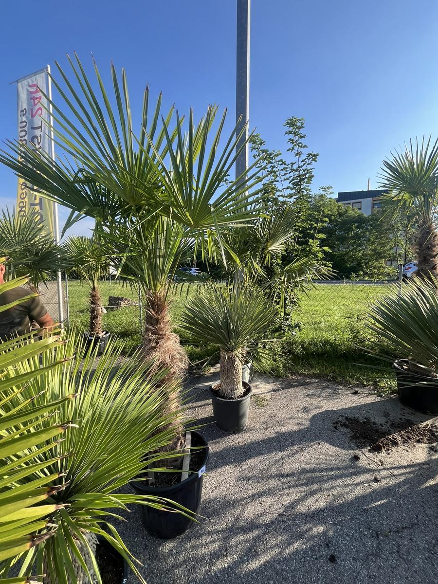 Trachycarpus, Stammh&ouml;he 100-120 cm, H&ouml;he 220 cm?d=2026-06-26 21:34:06