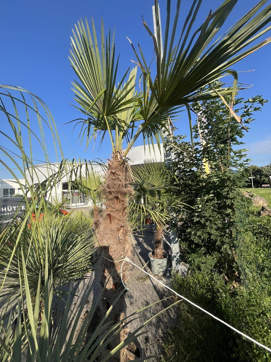 Trachycarpus, Stammh&ouml;he 160-180 cm, H&ouml;he 280 cm