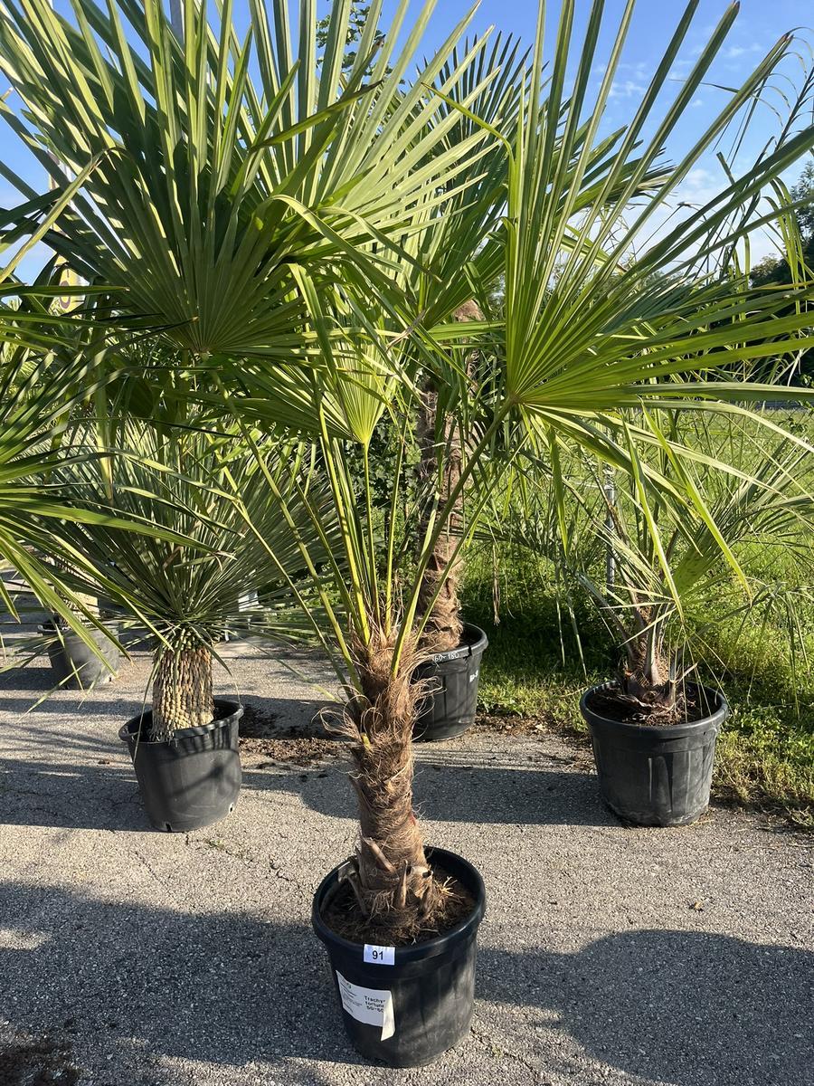 Trachycarpus, Stammh&ouml;he 50-60 cm, H&ouml;he 220 cm