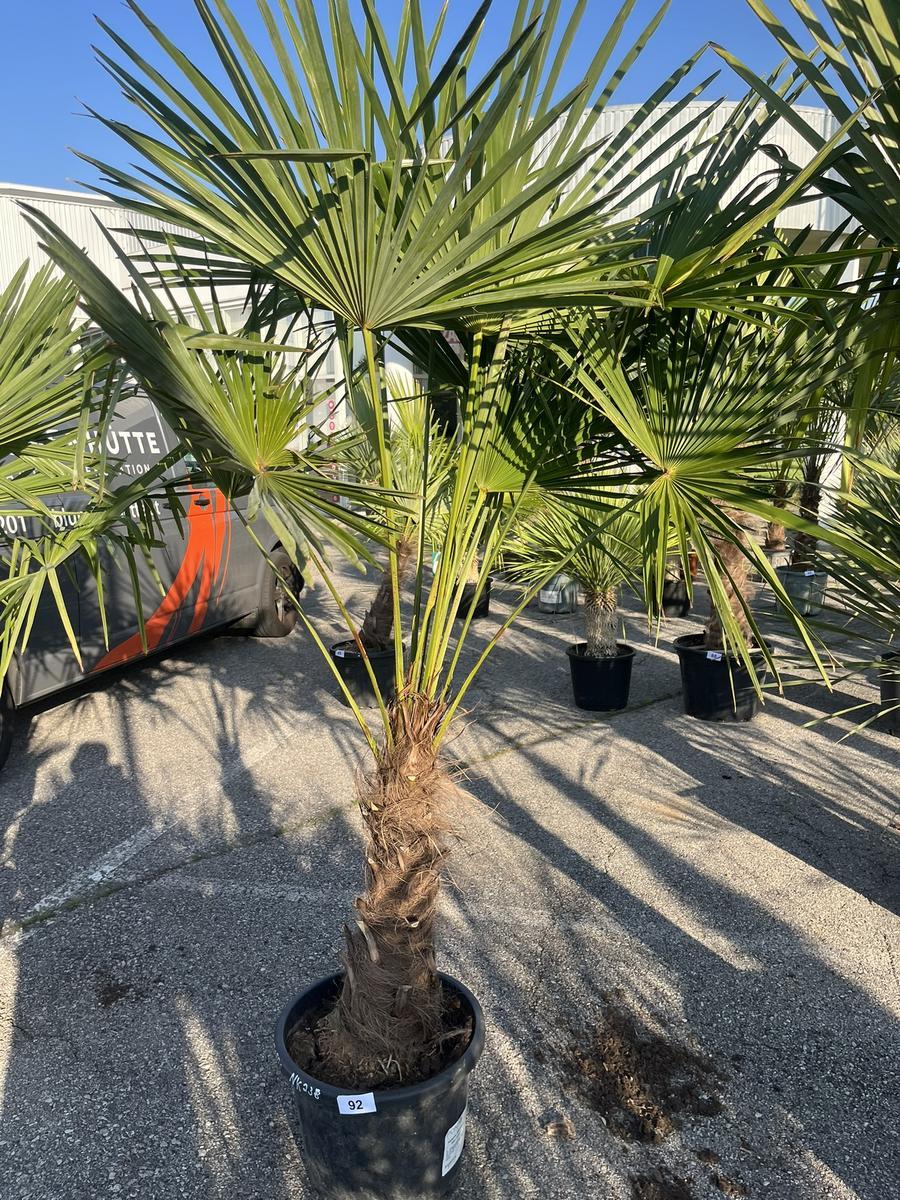 Trachycarpus, Stammh&ouml;he 50-60 cm, H&ouml;he 200 cm