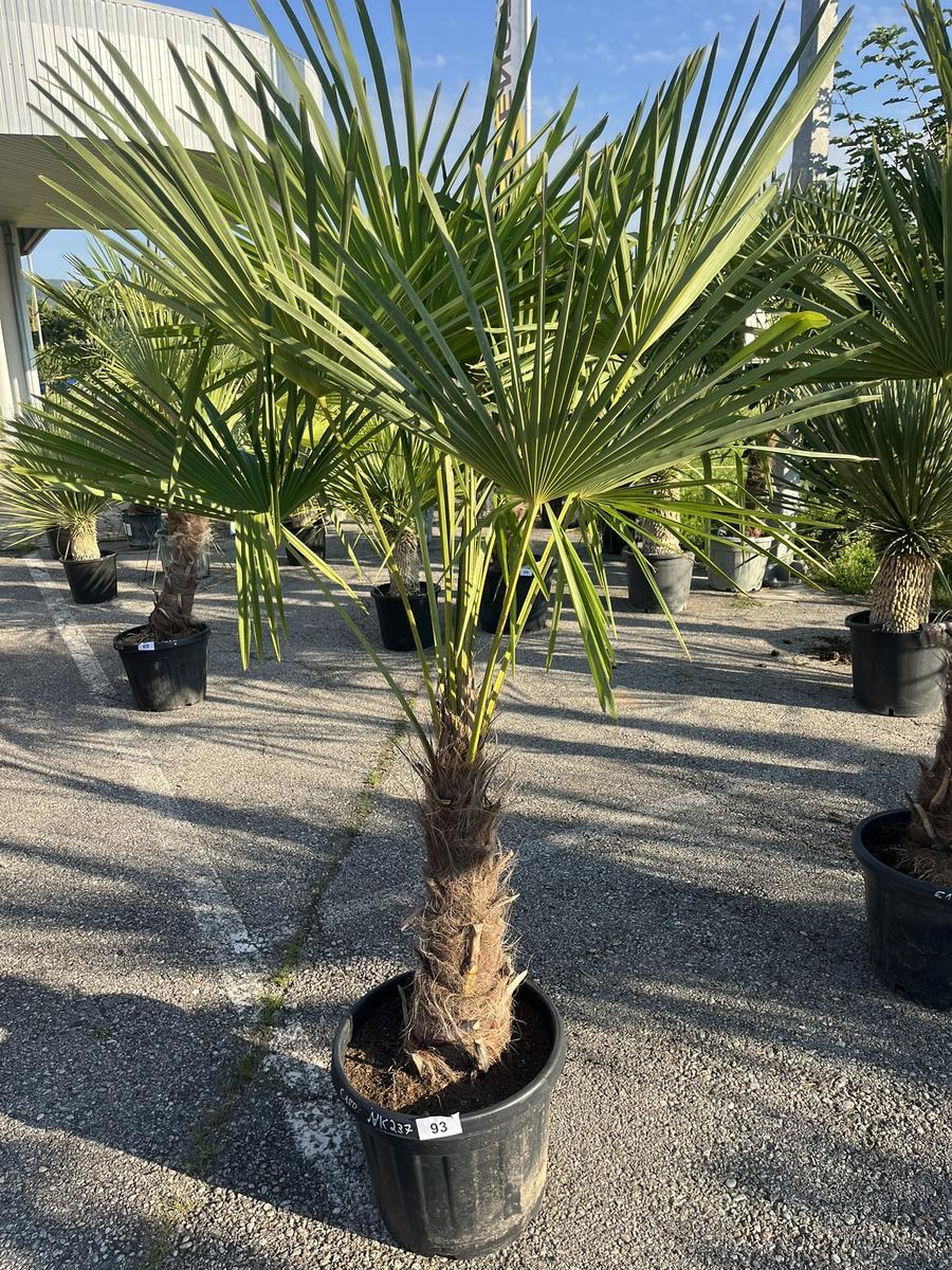 Trachycarpus, Stammh&ouml;he 50-60 cm, H&ouml;he 182 cm?d=2026-06-26 21:32:42