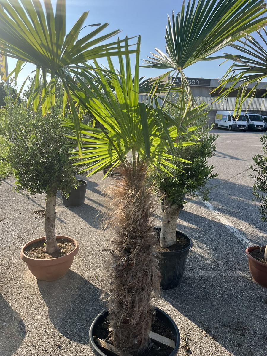 Trachycarpus, Stammh&ouml;he 50-60 cm, H&ouml;he 200 cm?d=2026-06-26 21:34:45