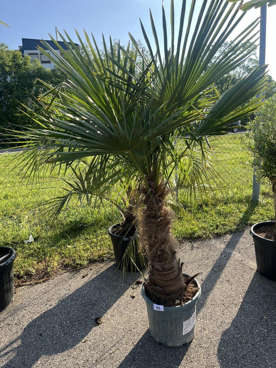 Trachycarpus, Stammh&ouml;he 60-80 cm, H&ouml;he 200 cm?d=2026-06-26 21:32:44