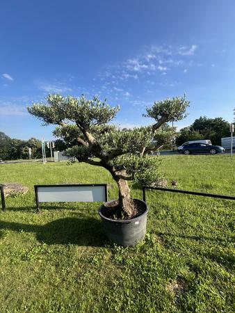Olivenbaum, Breite 250 cm, H�he 200 cm