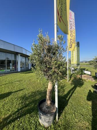 Olivenbaum, Stammumfang 60-70 cm, H�he 220 cm