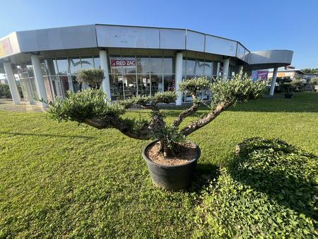 Olive Pon Pon, Herkunft Spanien, Breite 300 cm, H�he 160 cm