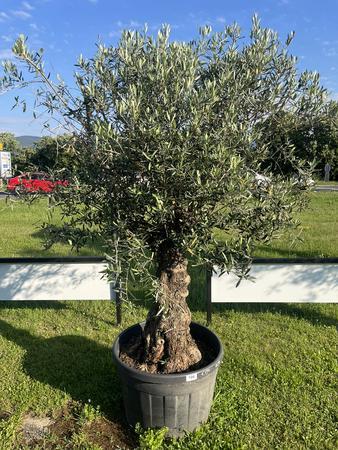 Olivenbaum, Herkunft Spanien, BH34, Stammumfang 90-100 cm, H�he 220 cm