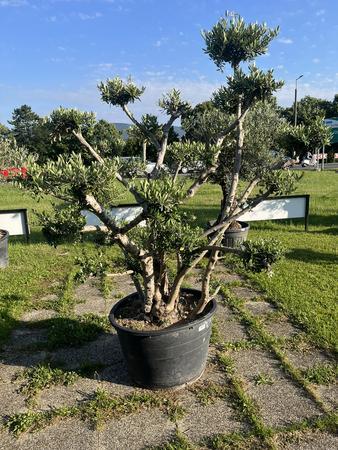 Olivenbaum, Breite 200 cm, H�he 200 cm
