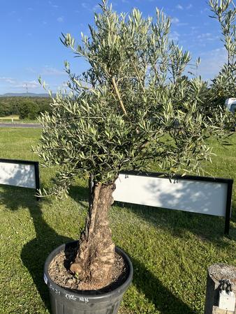 Olivenbaum, Herkunft Spanien, Stammumfang 80-90 cm, H�he 200 cm