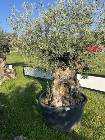 Olivenbaum, Stammumfang 160-170 cm, H�he 220 cm