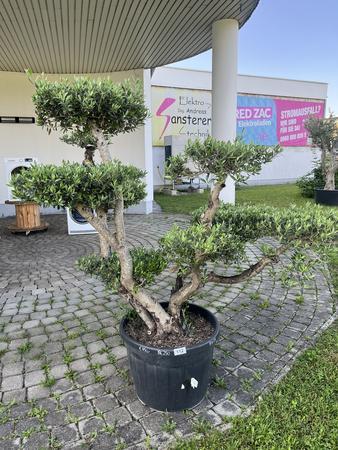 Olivenbaum Pon Pon, Breite 180 cm, H�he 200 cm