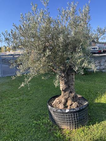 Olivenbaum, Stammumfang 110-120 cm, H�he 220 cm