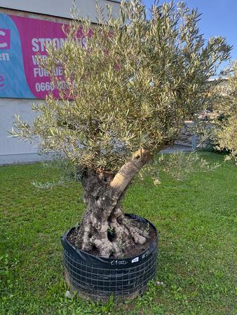 Olivenbaum, Stammumfang 120 cm, H�he 220 cm