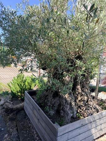Olivenbaum, Stammumfang 250-280 cm, H�he 230 cm