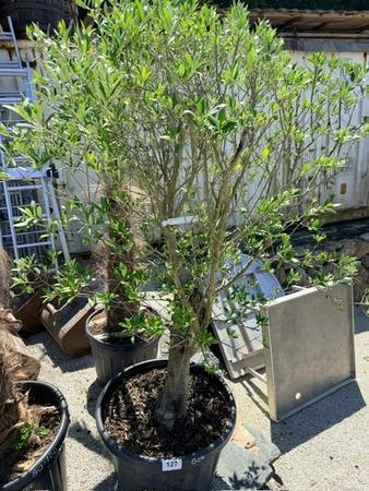 Olivenbaum, Stammumfang 30-40 cm, H�he 200 cm