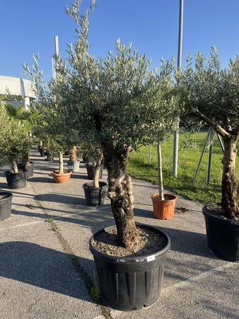 Olivenbaum, Herkunft Spanien, Nr.BH 23, Stammumfang 55-60 cm, H�he 200 cm