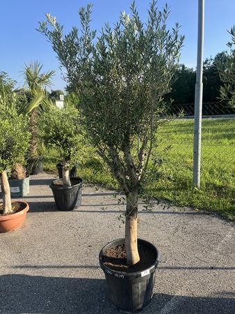 Olivenbaum, Stammumfang 20-30 cm, H�he 180 cm