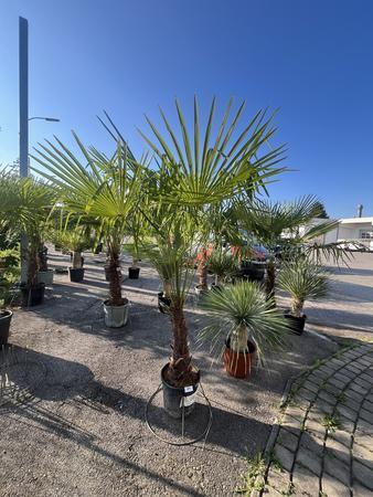 Trachycarpus, Stammh�he 50-60 cm, H�he 220 cm