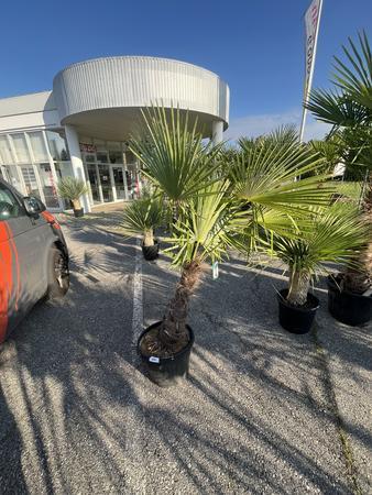 Trachycarpus, Stammh�he 50-60 cm, H�he 180 cm