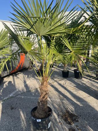 Trachycarpus, Stammh�he 50-60 cm, H�he 200 cm