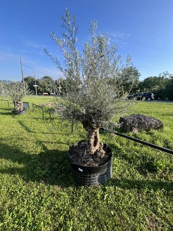 Olivenbaum, Stammumfang 120-140 cm, H�he 250 cm