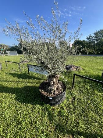 Olivenbaum, Stammumfang 120-140 cm, H�he 220 cm