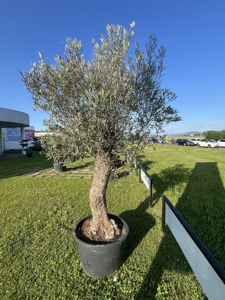Olivenbaum, Herkunft Spanien, BH 45, Stammumfang 80-90 cm, H&ouml;he 300 cm?d=2026-08-07 23:21:06