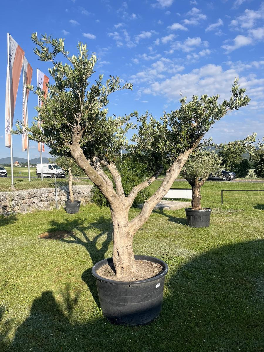Olivenbaum Pon Pon, Herkunft Spanien, Breite 250 cm, H&ouml;he 220 cm?d=2026-08-07 23:21:59