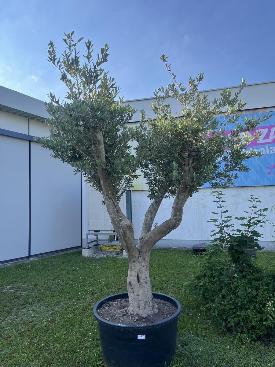 Olivenbaum Pon Pon, Herkunft Spanien, Breite 250 cm, H&ouml;he 220 cm?d=2026-08-07 23:22:04