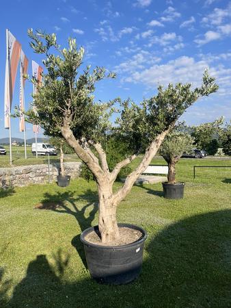 Olivenbaum Pon Pon, Herkunft Spanien, Breite 250 cm, Höhe 220 cm Olivenbaum Pon Pon, Herkunft Spanien, Breite 250 cm, Höhe 220 cm