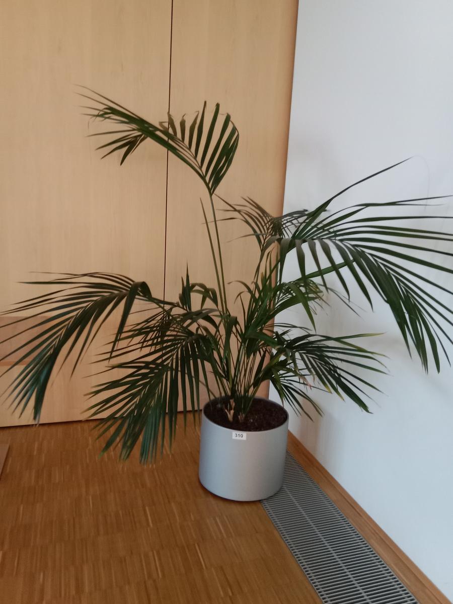 Palme?d=2026-08-26 22:21:22