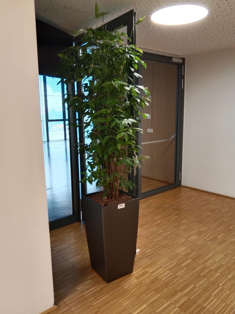 Pflanze (ca. 2 m hoch)?d=2026-08-26 22:20:46