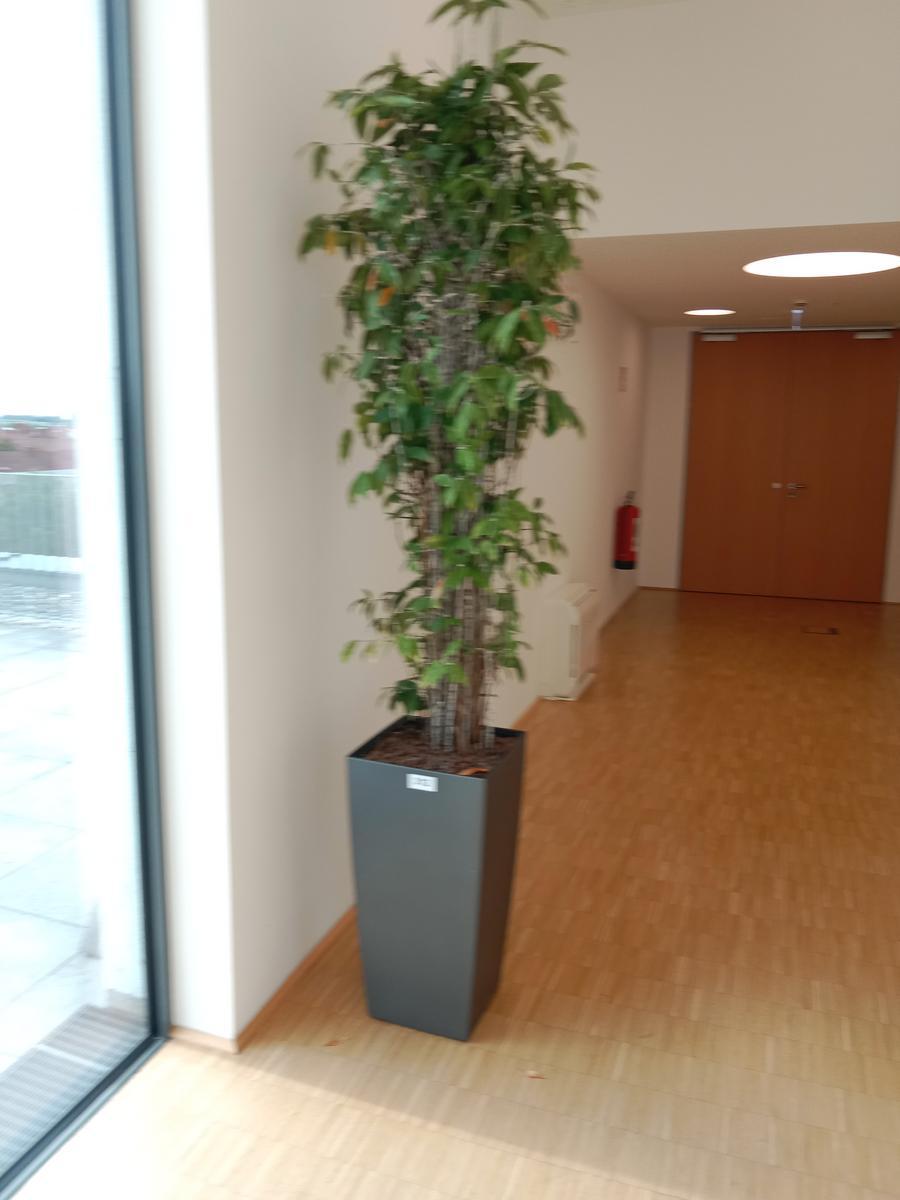 Pflanze (ca. 2 m hoch)?d=2026-08-26 22:21:21