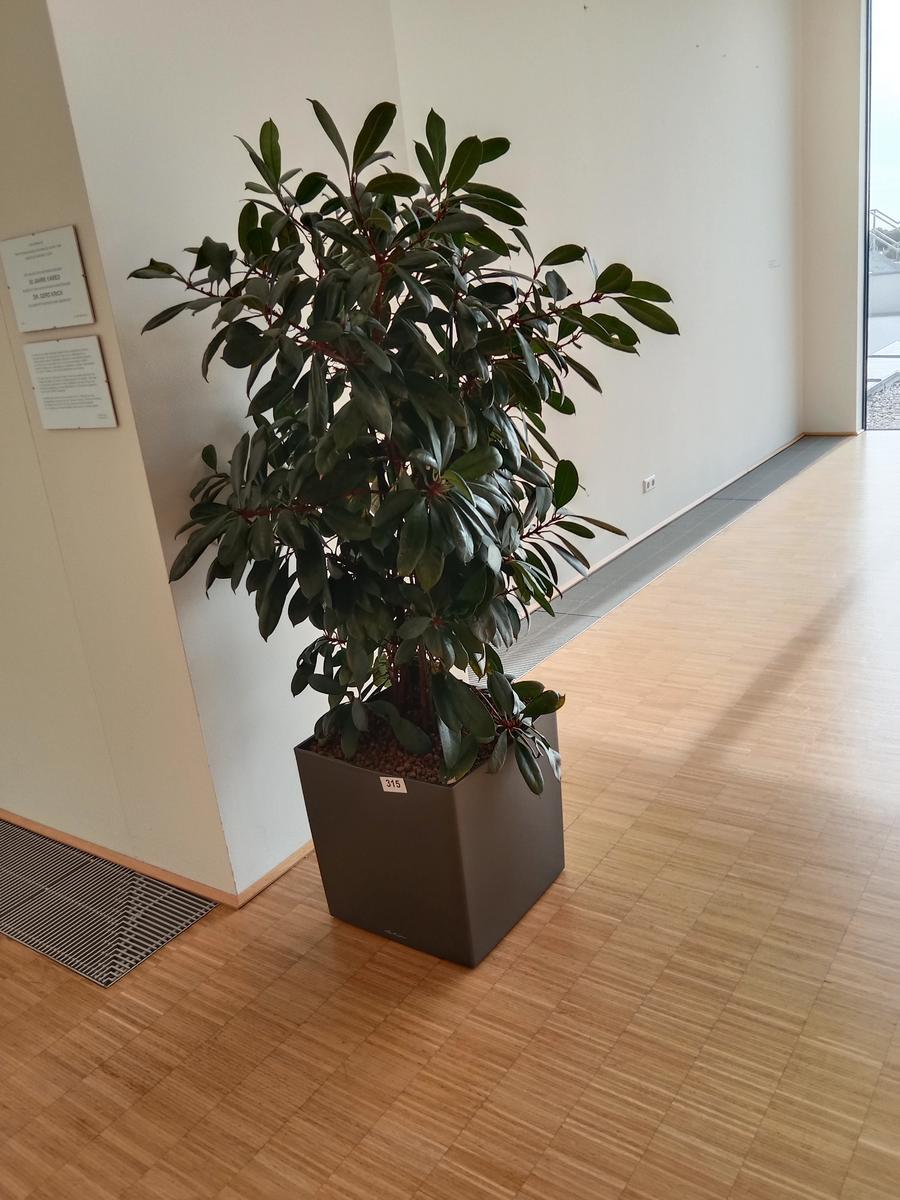 Pflanze (ca. 2 m hoch)?d=2026-08-26 22:21:02