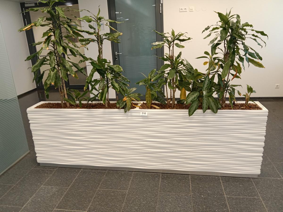Pflanze ca. 245 x 30 x 47 cm im Gef&auml;&szlig;?d=2026-08-26 22:20:12