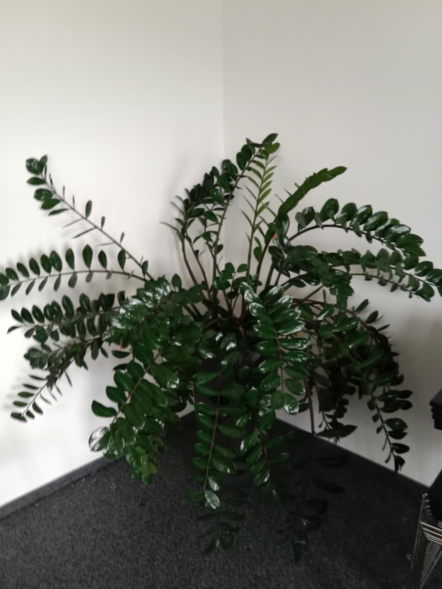 Pflanze