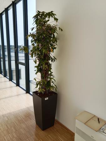Pflanze (ca. 2 m hoch) Pflanze (ca. 2 m hoch)