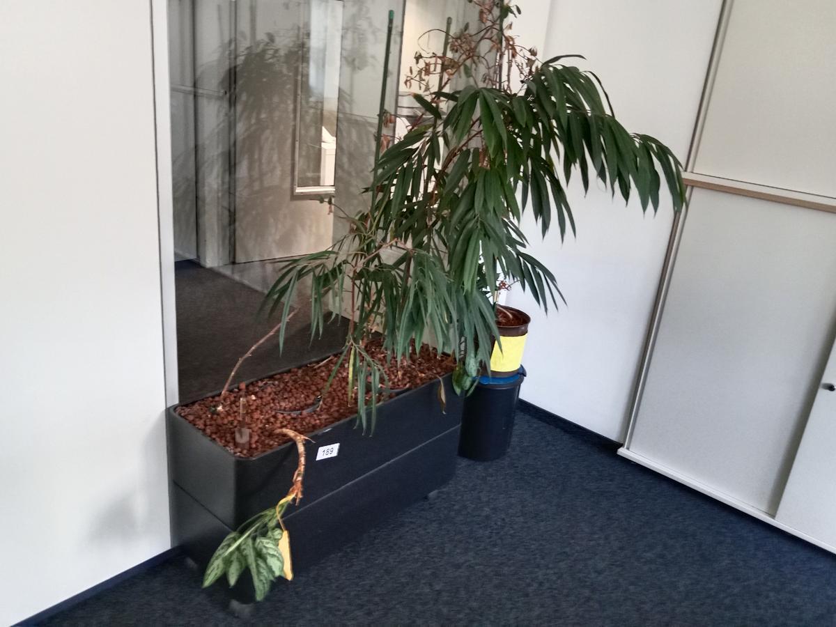 Zimmerpflanze