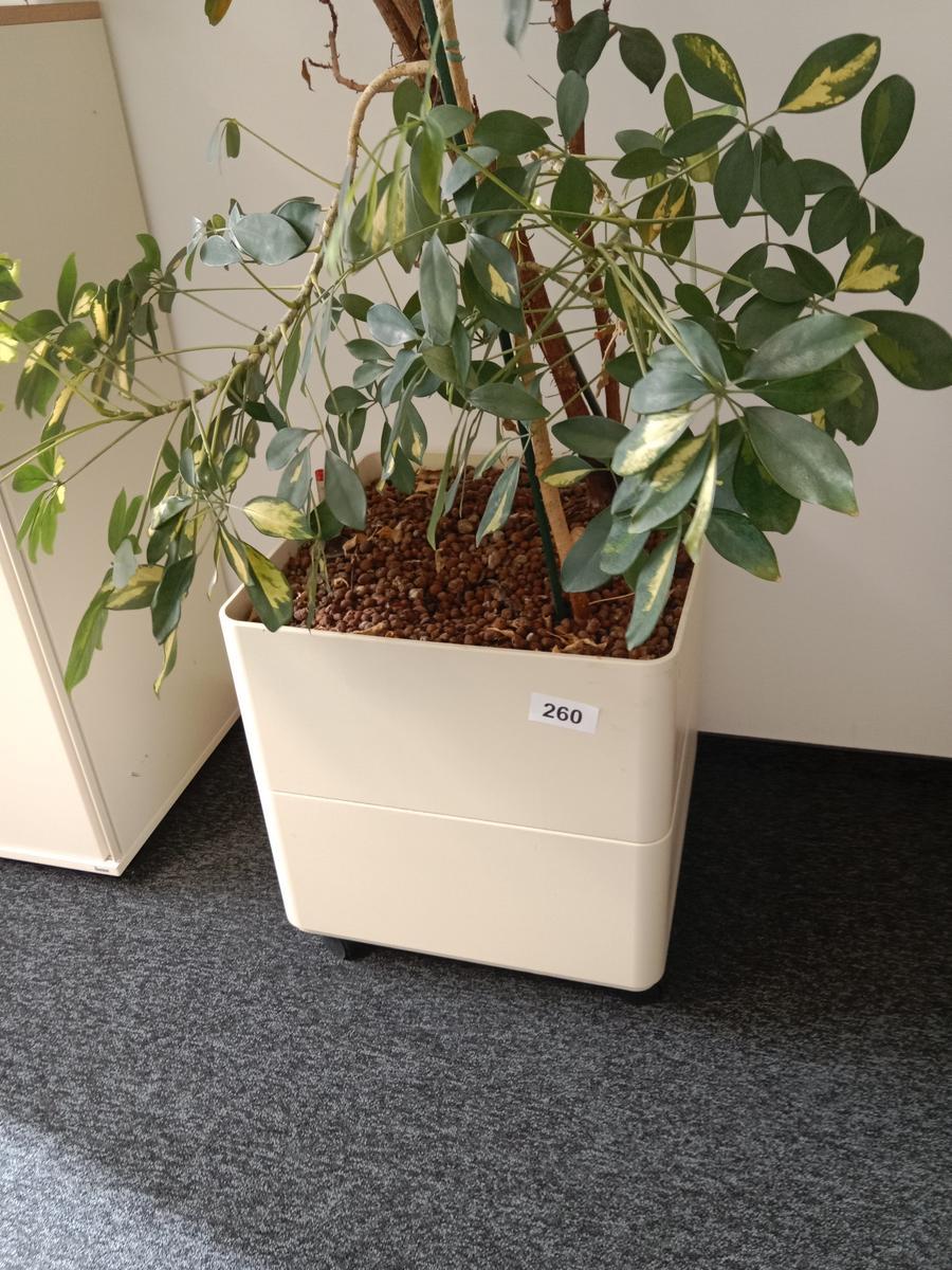 Pflanze, Ma&szlig;e: ca. 55 x 50 cm?d=2026-09-03 06:08:05